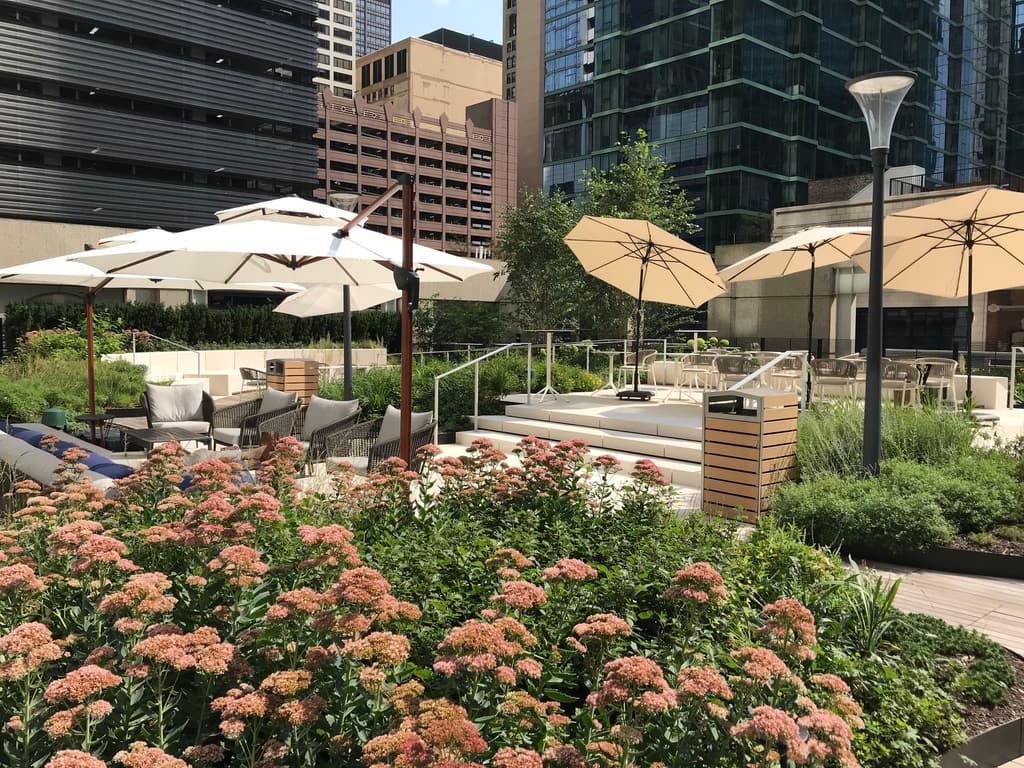 Roof terrace with sedum in bloom above Chicago streets